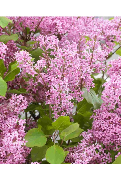 Бузок меєра Флауерфеста Пінк 